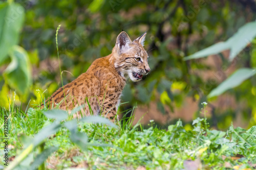 Young lynx © belizar