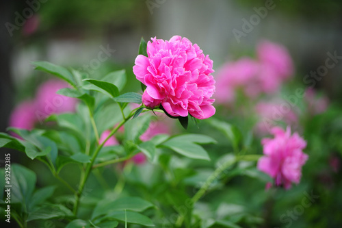 peony