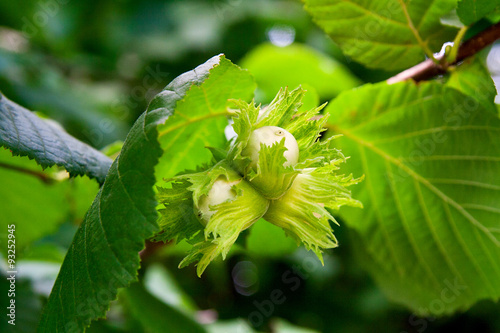 Green hazelnuts are growing on the tree.