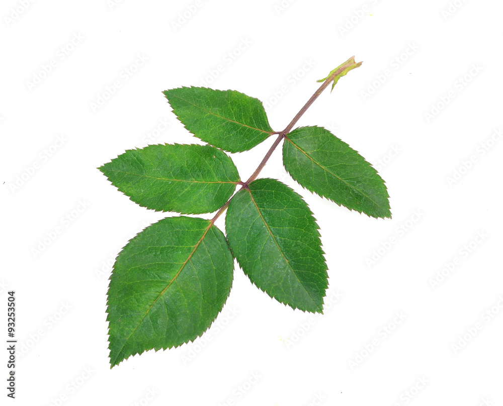 rose leaves isolated on white background rose leaves isolated on white background