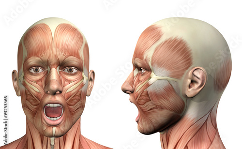 Fotografija 3D male medical figure showing mandible depression front and sid