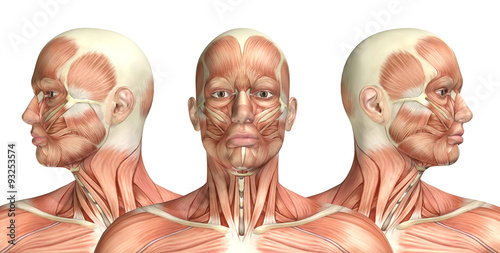 3D male medical figure showing cervical rotation