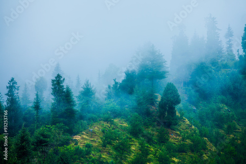 Fog in the morning forest © Andrei Armiagov