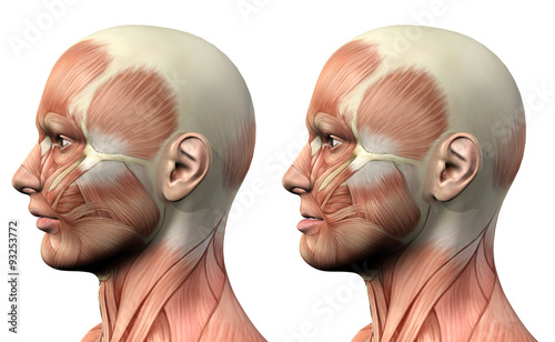 Fotografie 3D male medical figure showing mandible protusion and retrusion