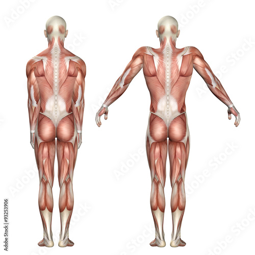 3D medical figure showing scapula elevation and depression