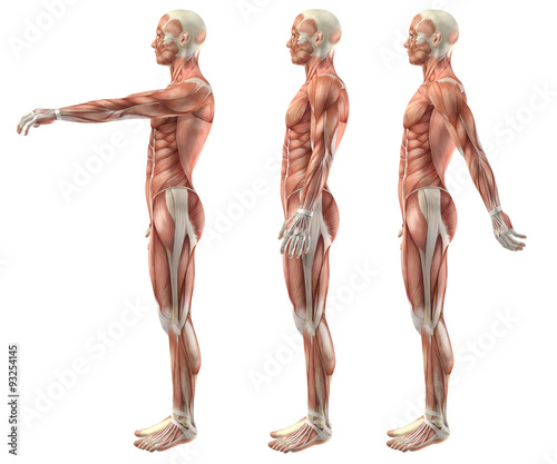 Foto 3D medical figure showing shoulder flexion, extension and hypere