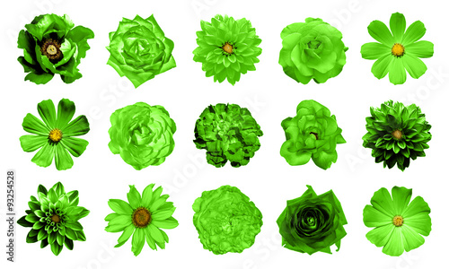 Mix collage of natural and surreal green flowers 15 in 1: dahlias, primulas, perennial aster, daisy flower, roses, peony isolated on white