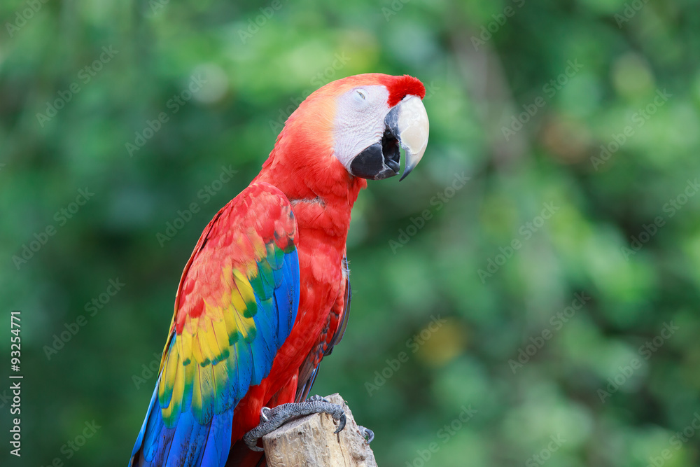 Colorful couple macaws on log