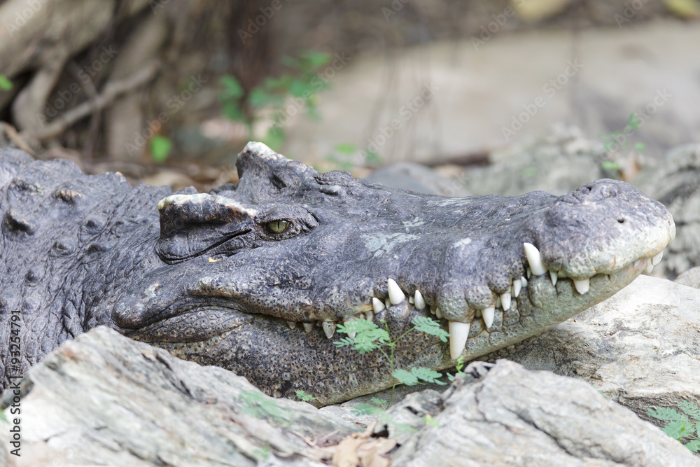 Fototapeta premium Crocodile laying on rock