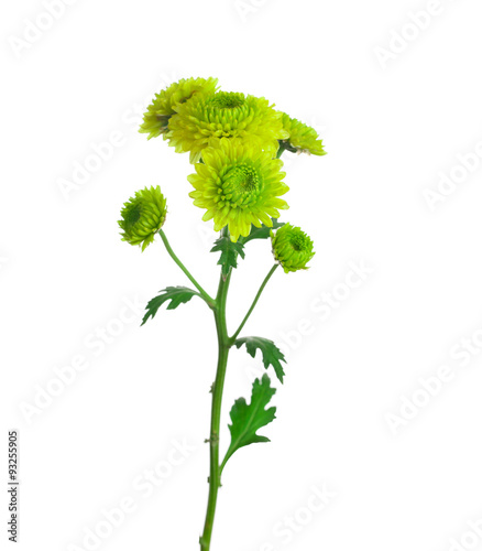 flower  green  chrysanthemum