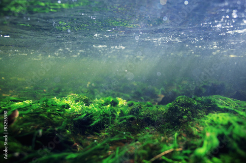 underwater scenery, algae, clean clear water, mountain river cleanliness © kichigin19