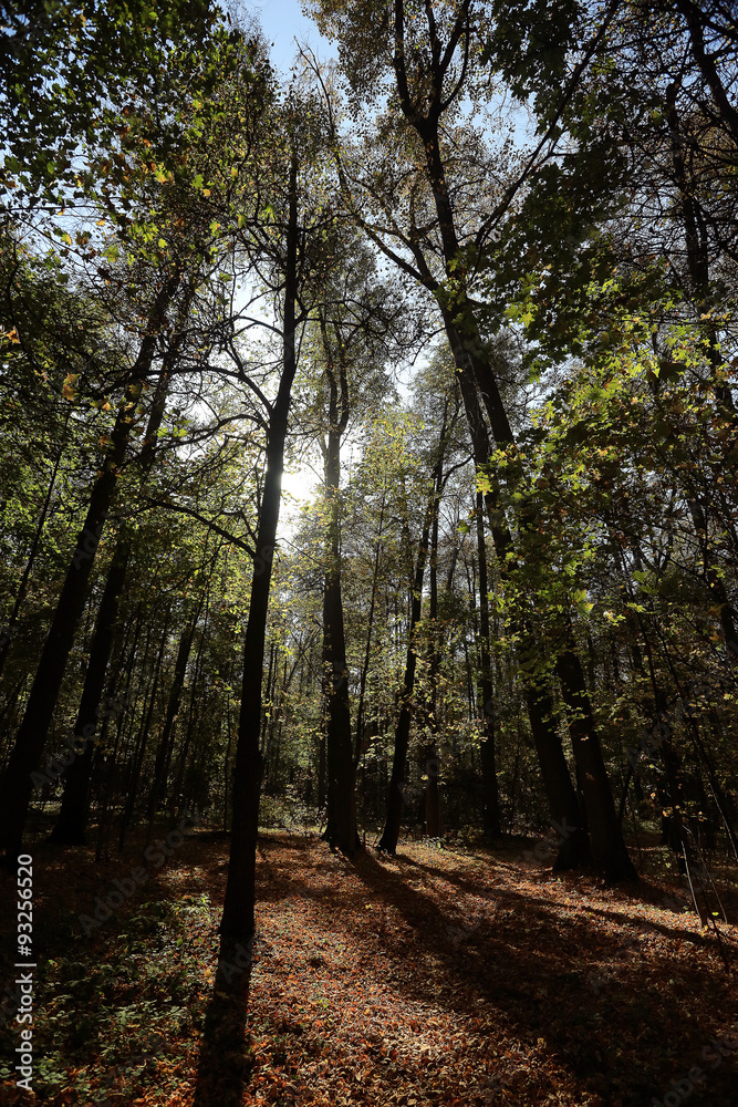Fototapeta premium background trees in the forest