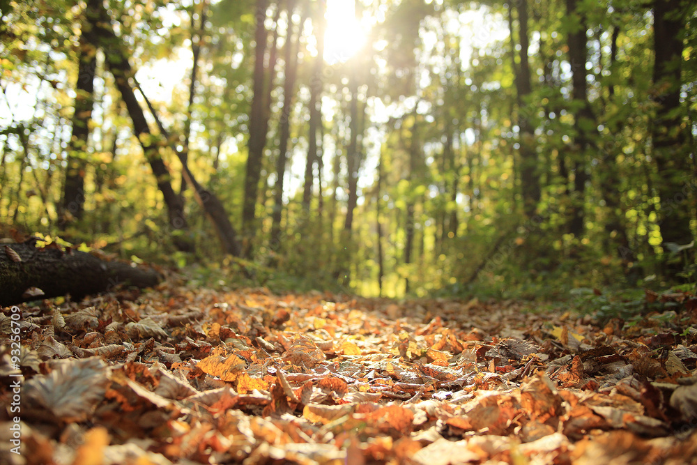 background autumn leaves in the park, nature background autumn leaves in the park, nature