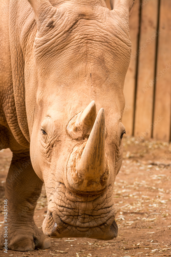 Obraz premium Nashorn