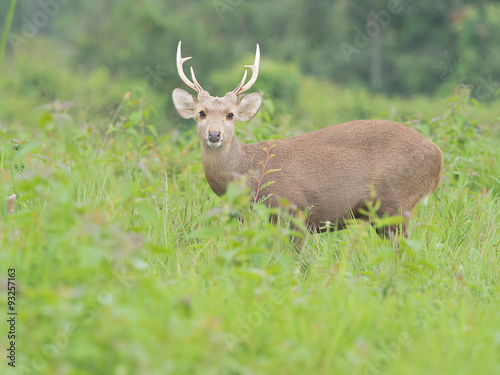 hog deer in open field wildlife