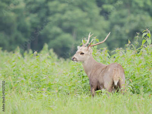 hog deer in open field,wildlife