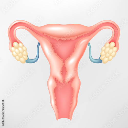 Female reproductive system
