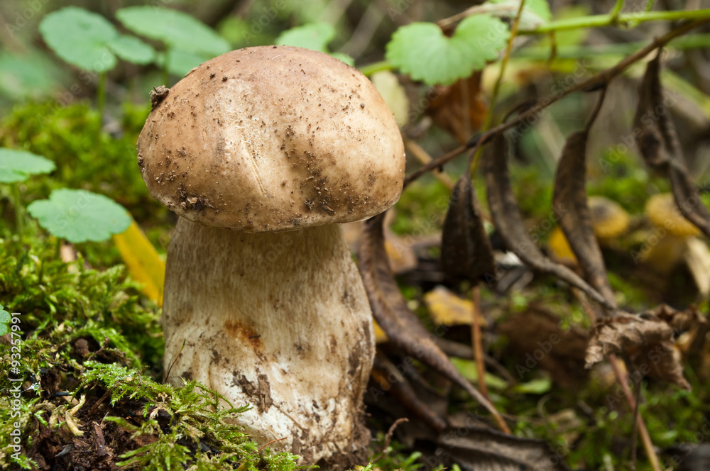 bolet dans la forêt sur tapis de mousse bolet dans la forêt sur tapis de mousse