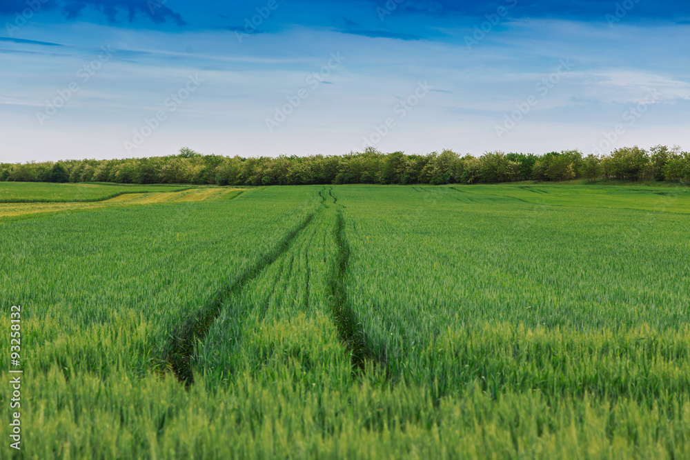 Wheat field landscape with path