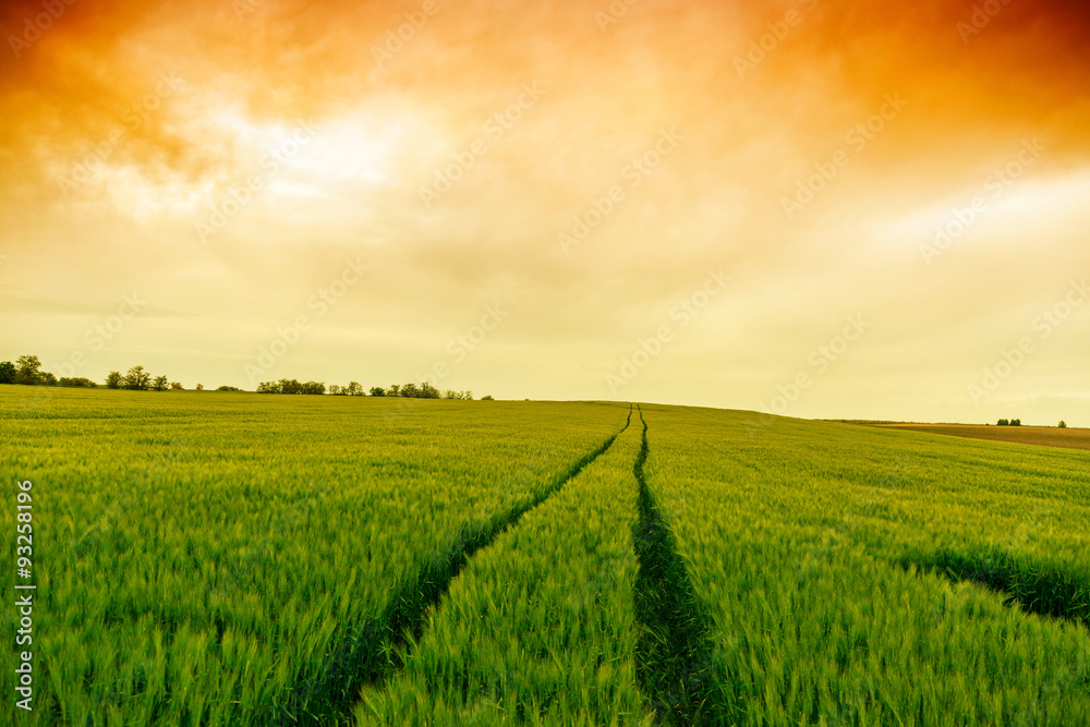 Wheat field landscape with path Wheat field landscape with path
