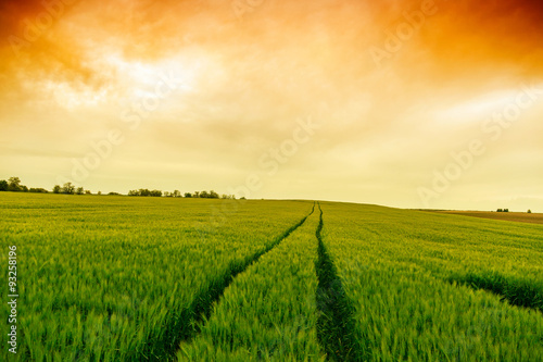 Wheat field landscape with path