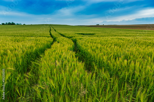 Wheat field landscape with path