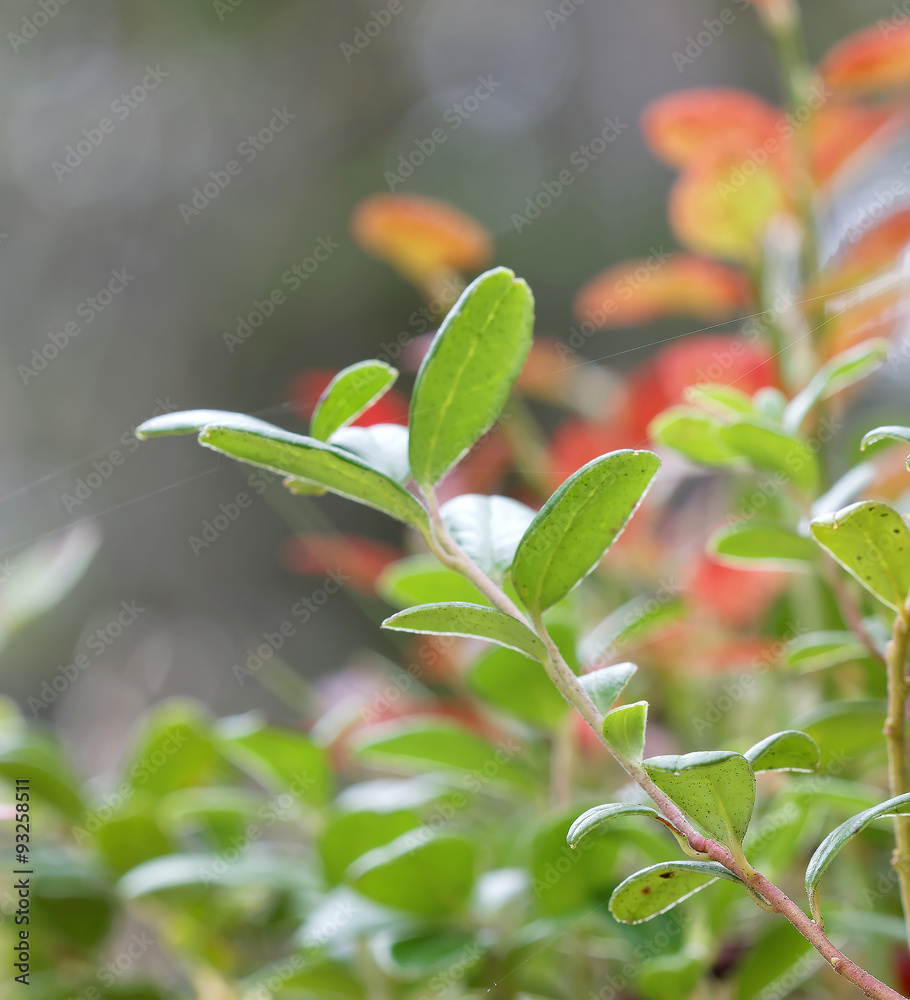 Obraz premium Closeup of a green branch of lingon berriy