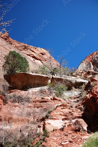 The Grotto Trail Landscape in beautiful Zion National Park, Utah USA