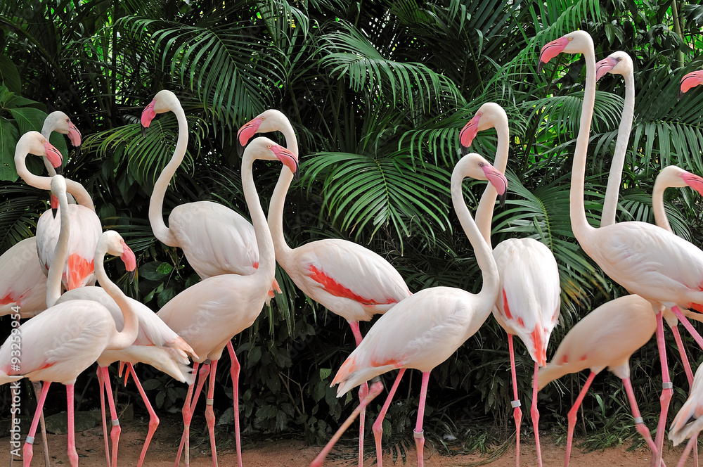 Naklejka premium Grupa różowych flamingów