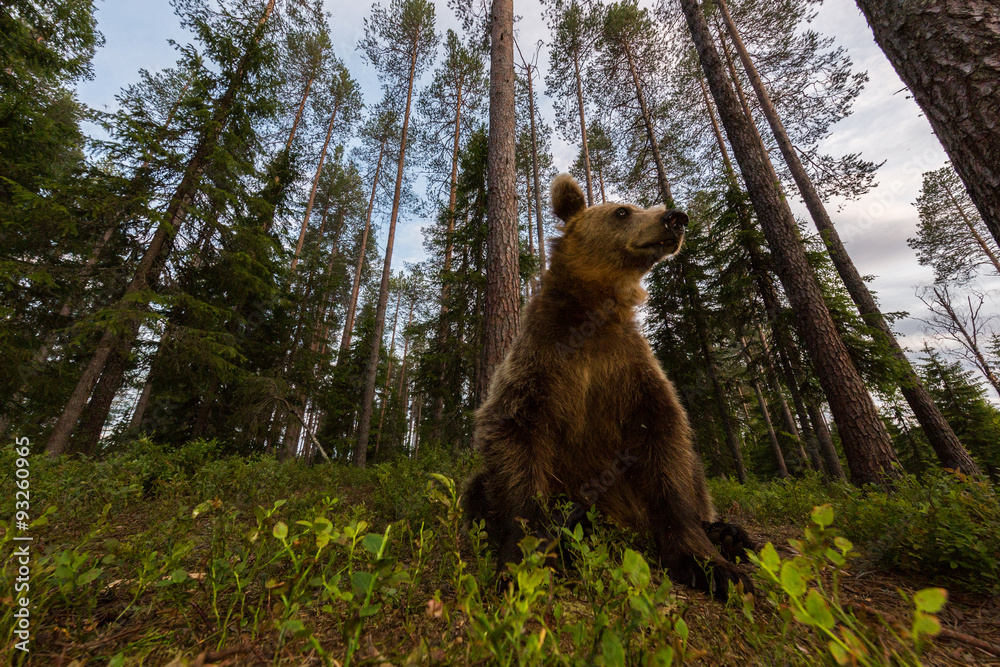 Fototapeta premium Wild brown bear in forest