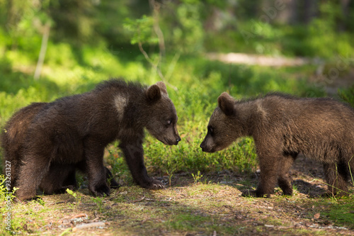 Wild brown bears in forest © jamenpercy