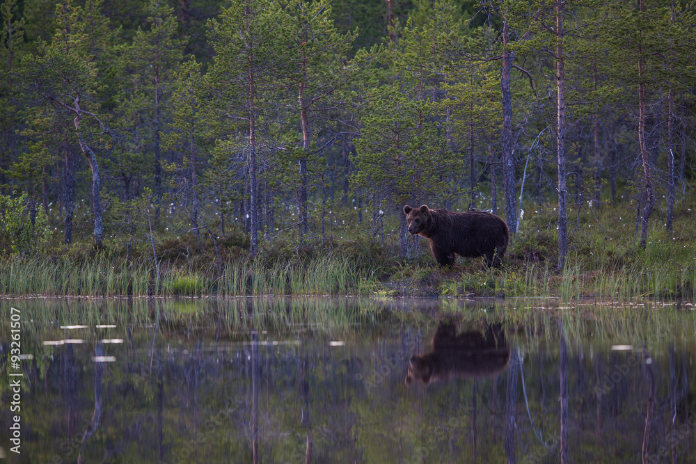 Wild brown bears in forest Wild brown bears in forest