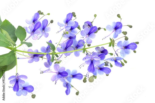 Branch of blue butterfly bush Clerodendrum ugandense on white background