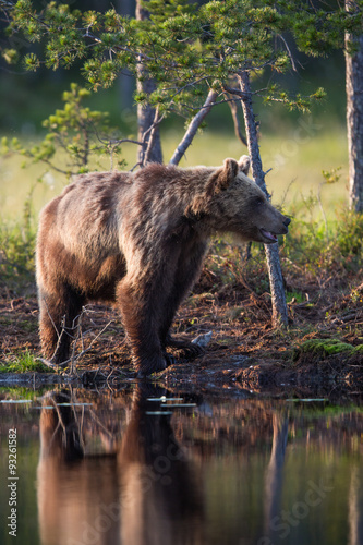 Wild brown bears in forest