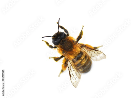 Print op canvas The wild bee Osmia bicornis red mason bee isolated on white