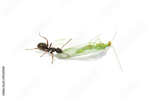 Black ant carrying a dead lacewing
