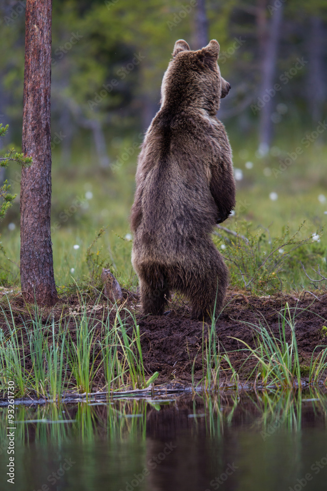 Obraz premium Wild brown bears in forest