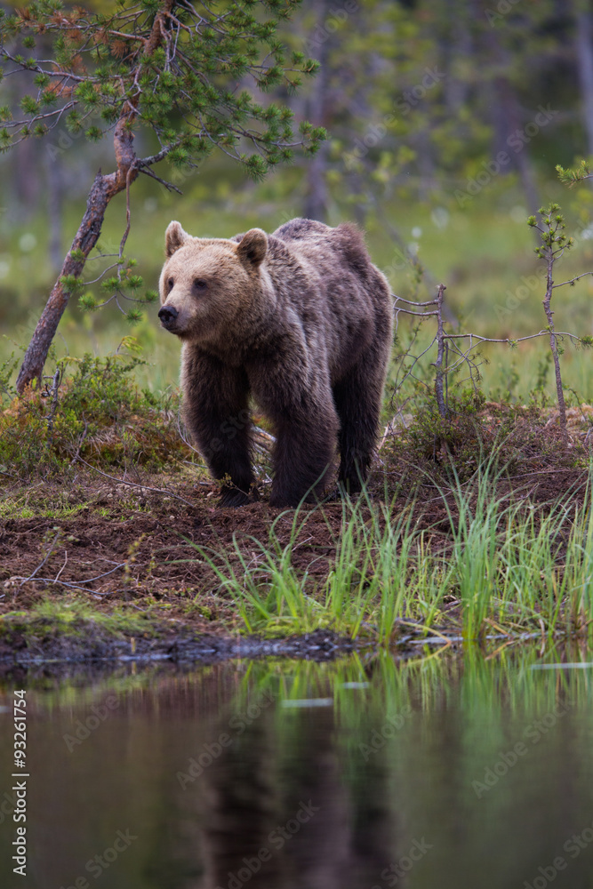 Obraz premium Wild brown bears in forest