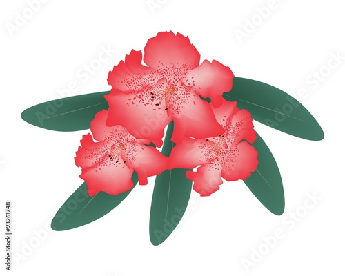 Red Rhododendron with Green Leaves on White Background photo