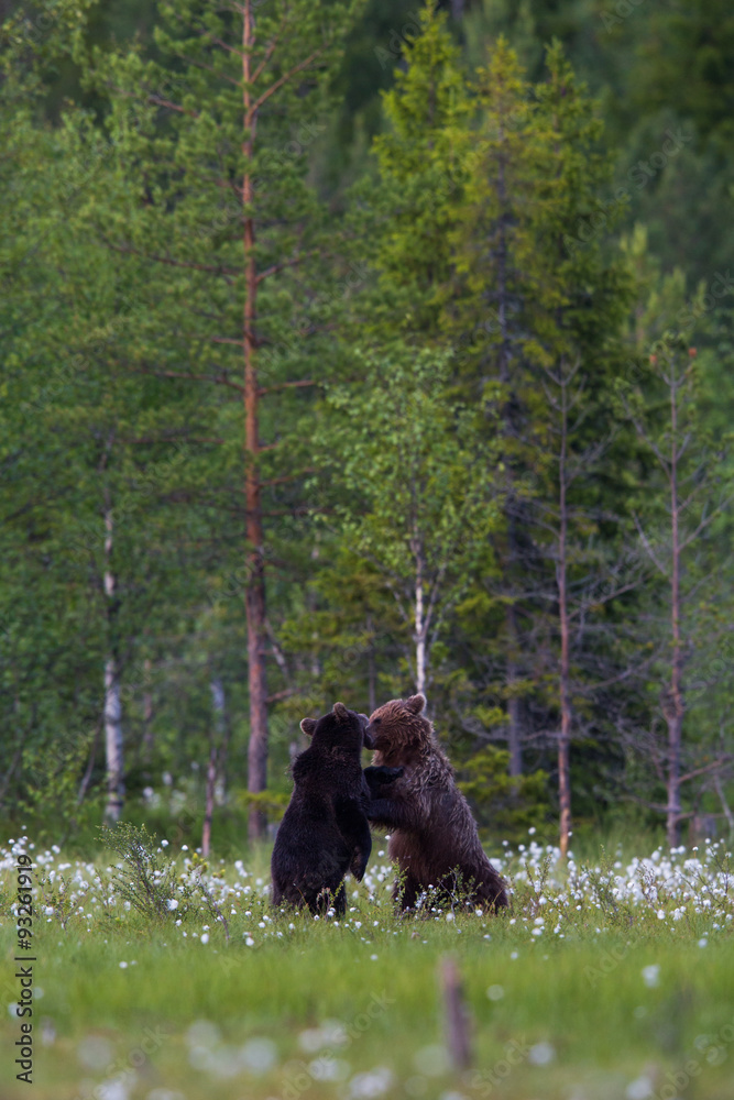 Wild brown bears in forest and meadows Wild brown bears in forest and meadows