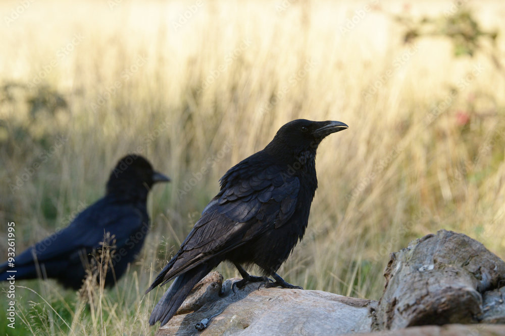 Carrion Crow, Corvus corone Carrion Crow, Corvus corone