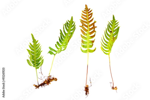 The fern Common polypody Polypodium vulgare isolated on white background photo