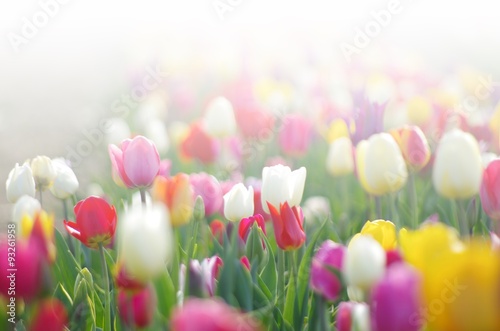 Fototapeta Naklejka Na Ścianę i Meble -  Tulpenfeld im hellen Licht