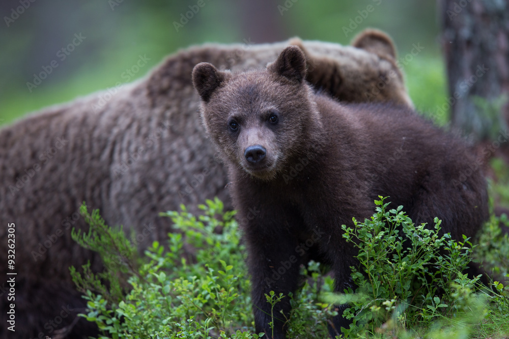Fototapeta premium Wild brown bears in forest and meadows