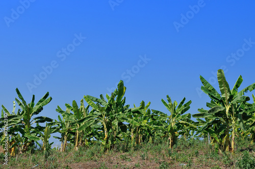 A banana field with blue sky,Thailand