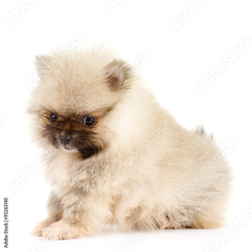 Fototapeta Naklejka Na Ścianę i Meble -  Pomeranian Puppy at six weeks old