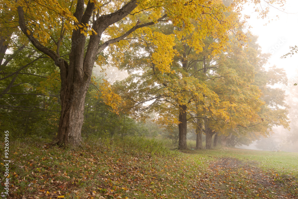 A foggy autumn morning in Springside Park in the Berkshire Mountains of Western Massachusetts.
