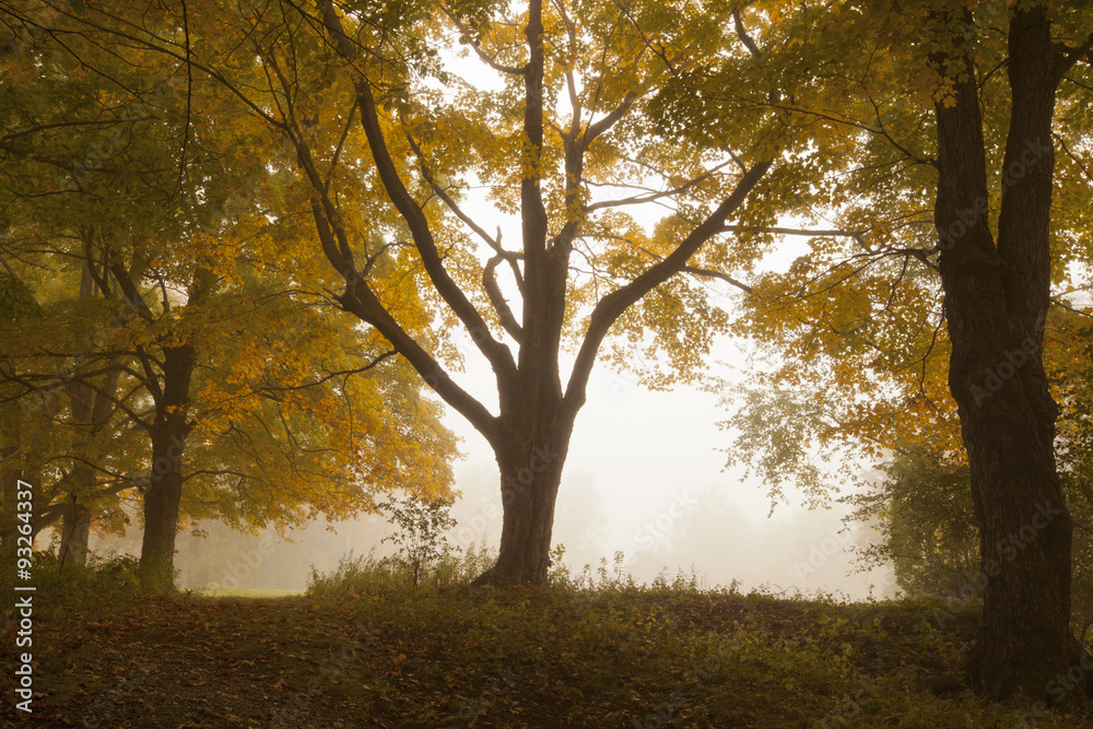 A foggy autumn morning in Springside Park in the Berkshire Mountains of Western Massachusetts.