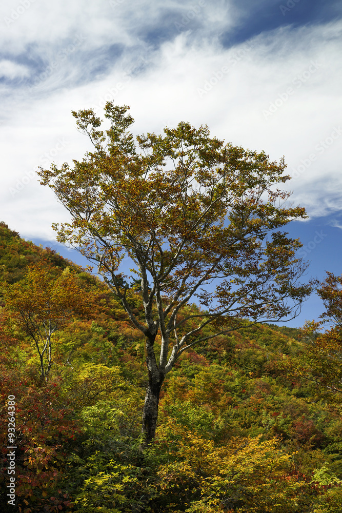 紅葉の白山白川郷ホワイトロード