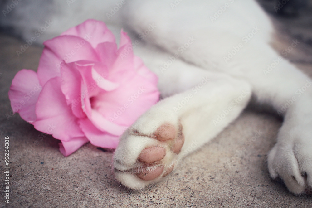 Feet of cat with pink flower Feet of cat with pink flower